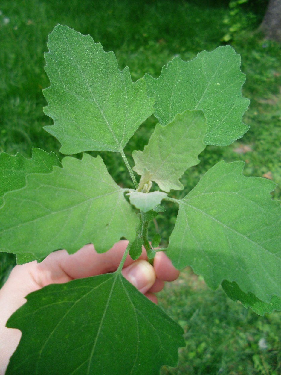 wild-spinach